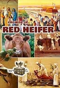 Red Heifer