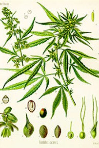 Marijuana, Cannabis sativa